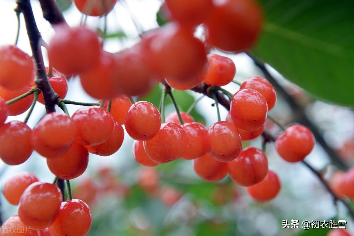 红朱斗帐樱桃熟，休向人间觅往还（赞美成熟樱桃的诗词）