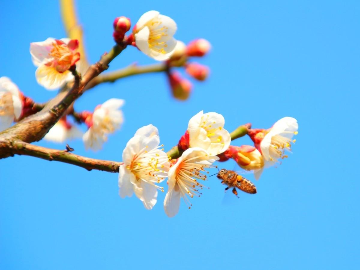 赞美梅花的优美诗句鉴赏（梅花诗词100首）