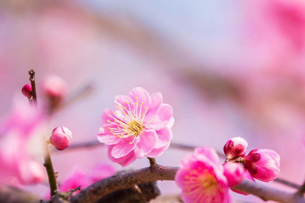 赞美梅花的优美诗句鉴赏（梅花诗词100首）