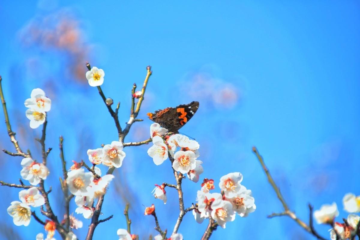 赞美梅花的优美诗句鉴赏（梅花诗词100首）