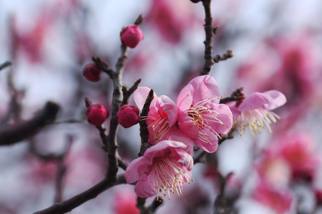 赞美梅花的优美诗句鉴赏（梅花诗词100首）