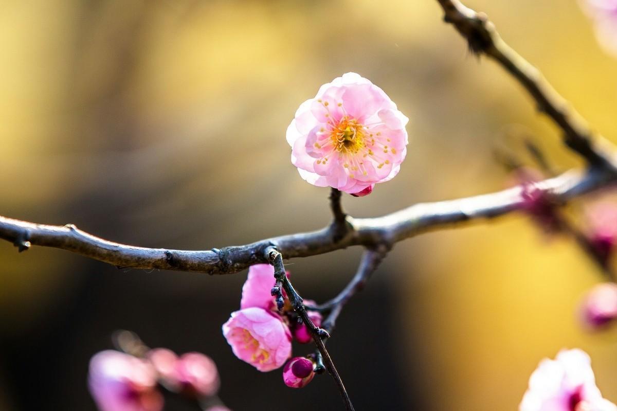 赞美梅花的优美诗句鉴赏（梅花诗词100首）