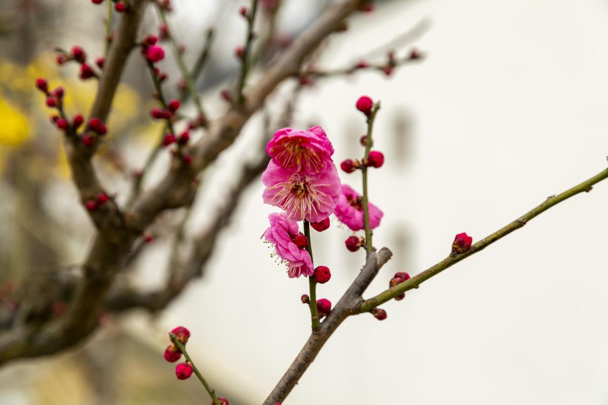 赞美梅花的优美诗句鉴赏（梅花诗词100首）