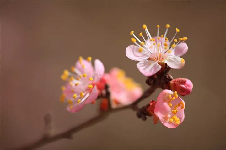 关于杏花的经典古诗鉴赏（七首杏花诗词）