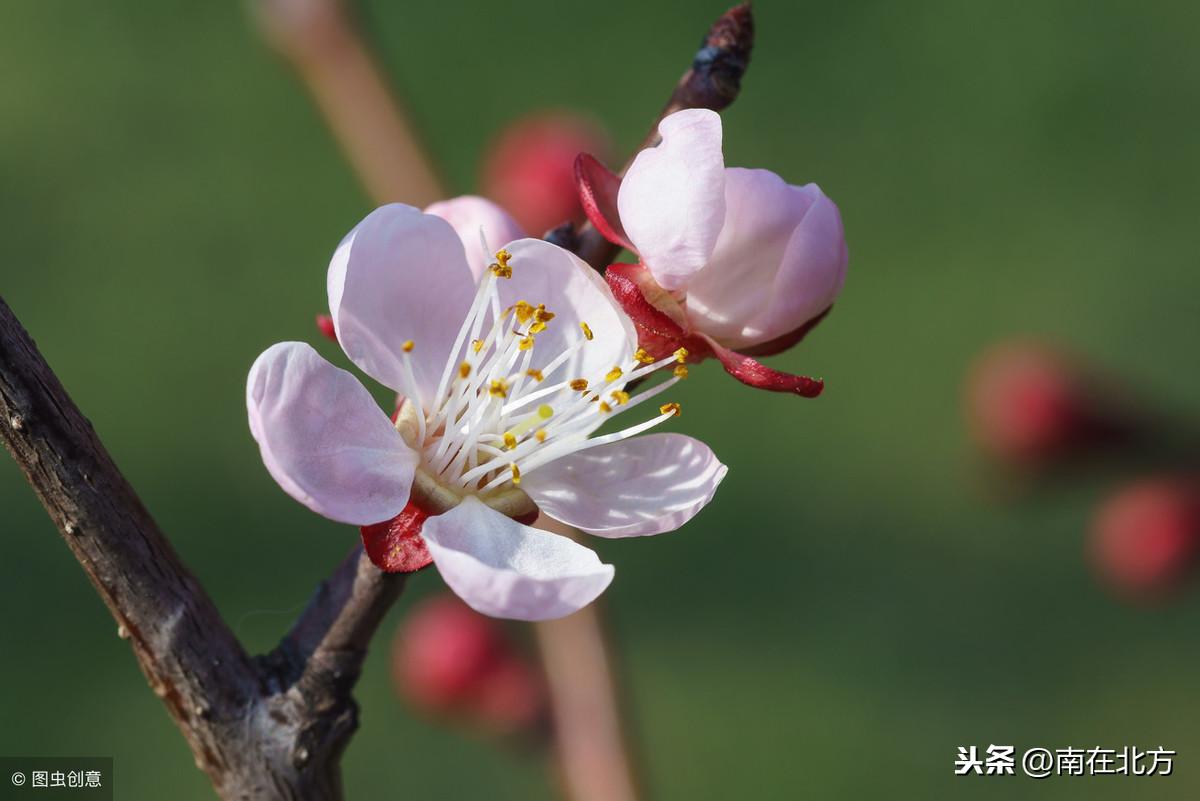 关于杏花的12首诗词（经典的杏花诗词）