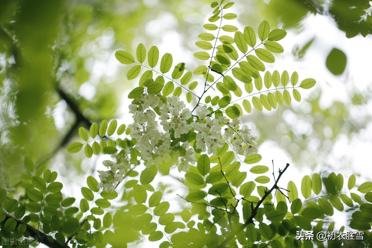 关于槐花的古诗（赞美槐花的优美诗句）