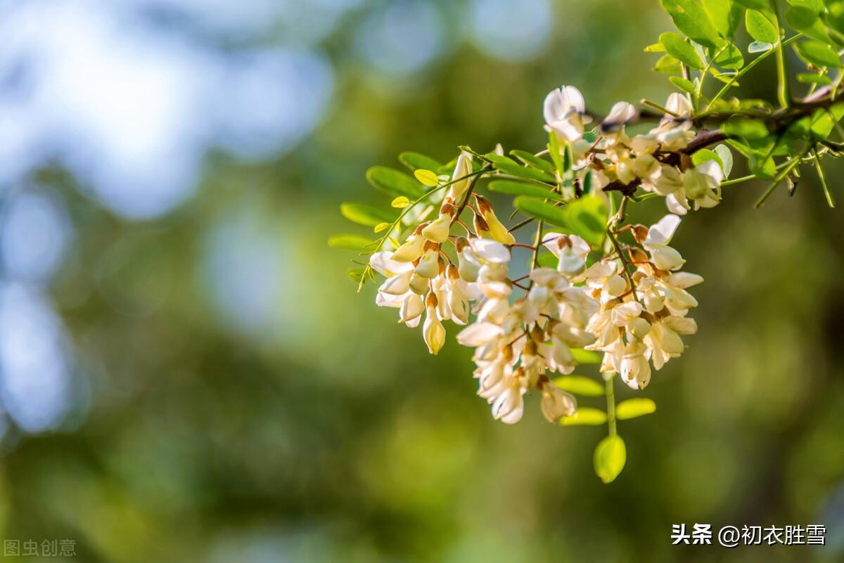 关于槐花的古诗（赞美槐花的优美诗句）