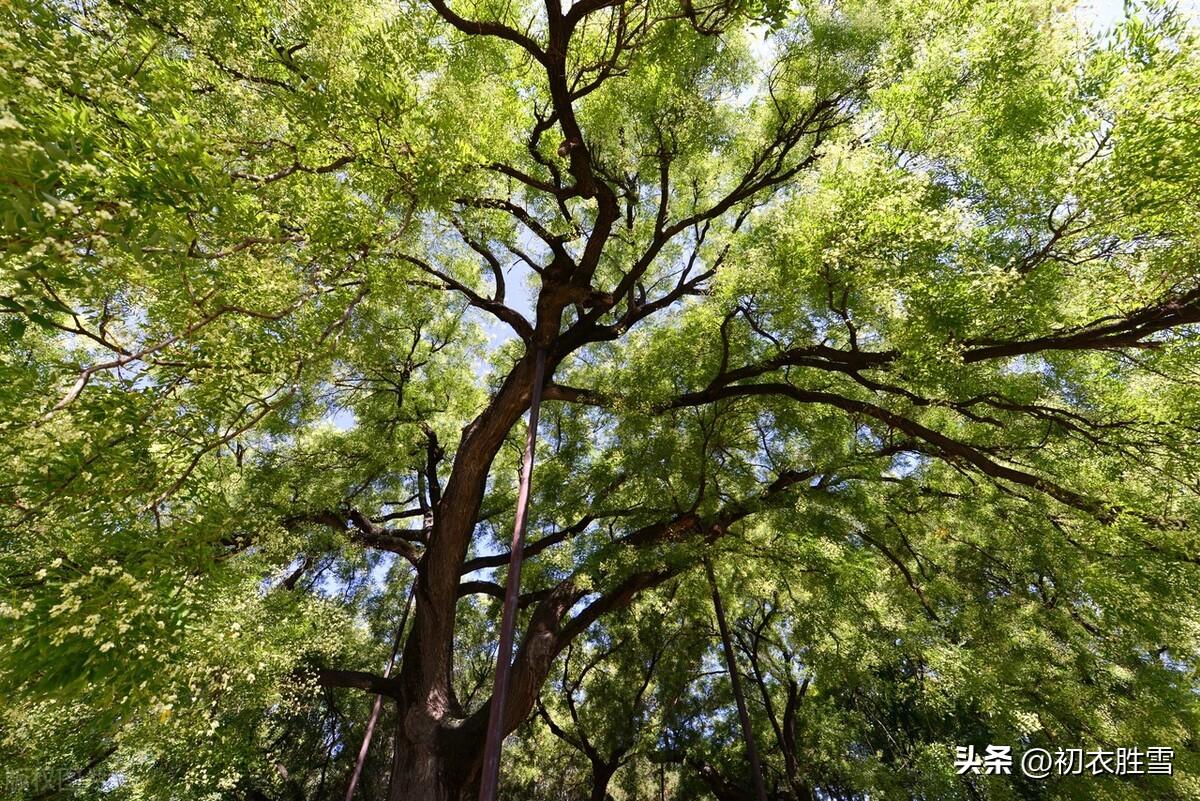 关于槐花的古诗（赞美槐花的优美诗句）