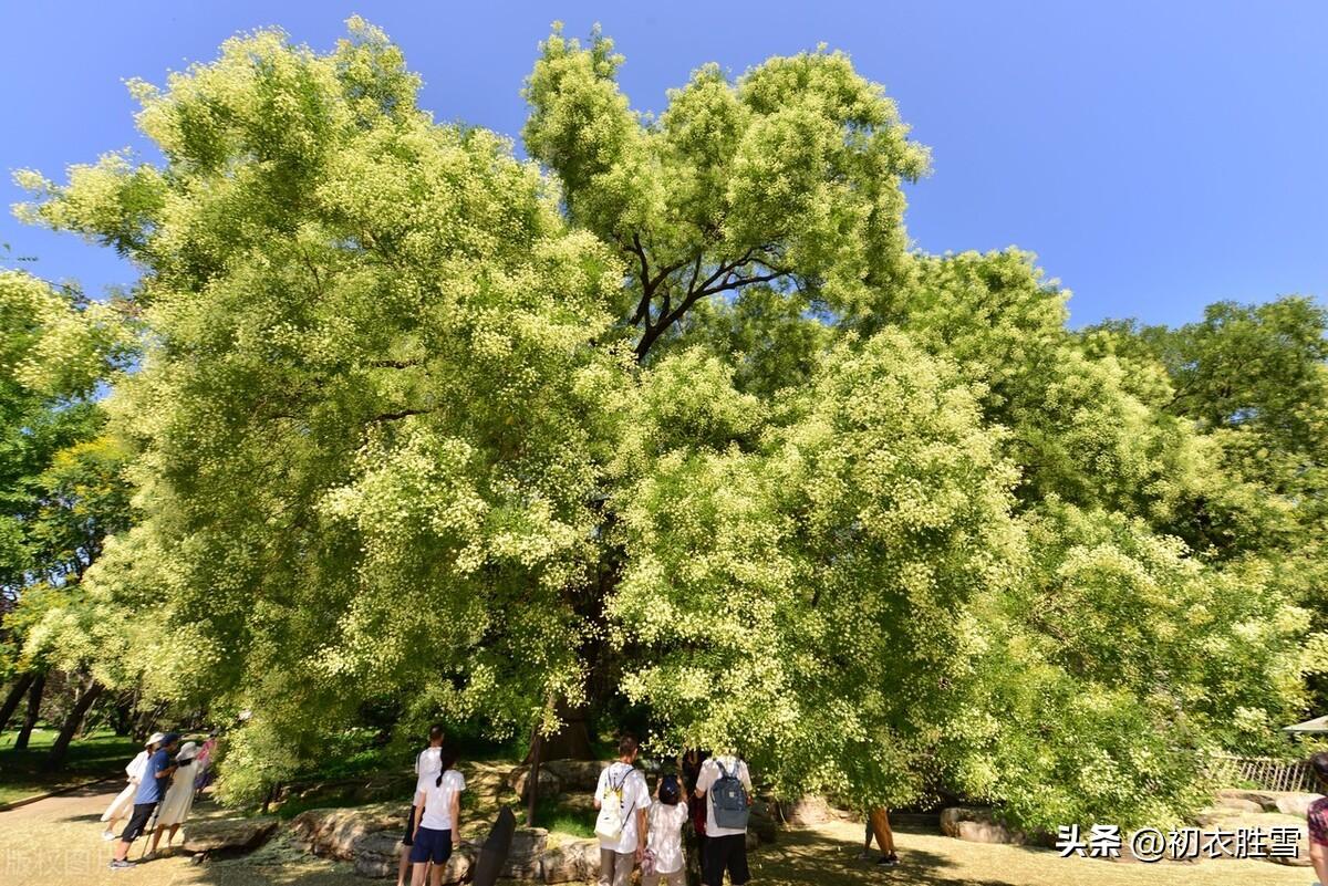 关于槐花的古诗（赞美槐花的优美诗句）