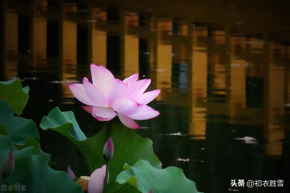 描写芙蓉的唯美诗句（关于芙蓉的经典古诗）