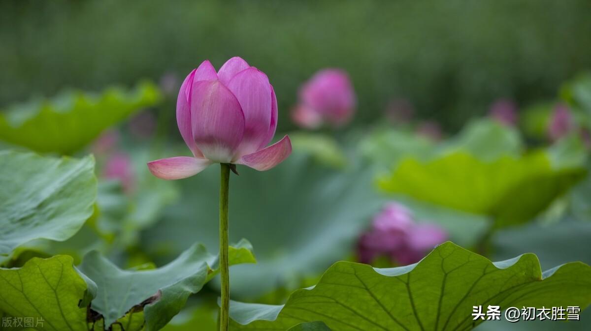 关于李白的荷花诗句（荷花的经典古诗）