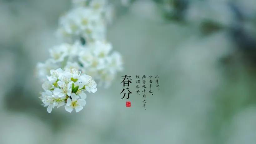 春分节气的祝福文案（春分时节的优美句子）