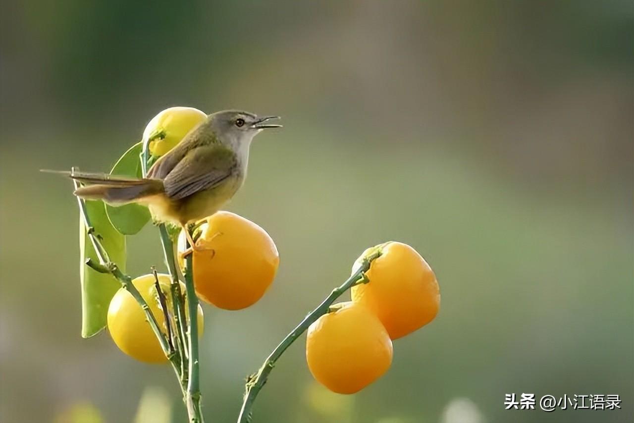 输了并不可怕，可怕的是一败涂地（朴实无华的人生感悟说说）