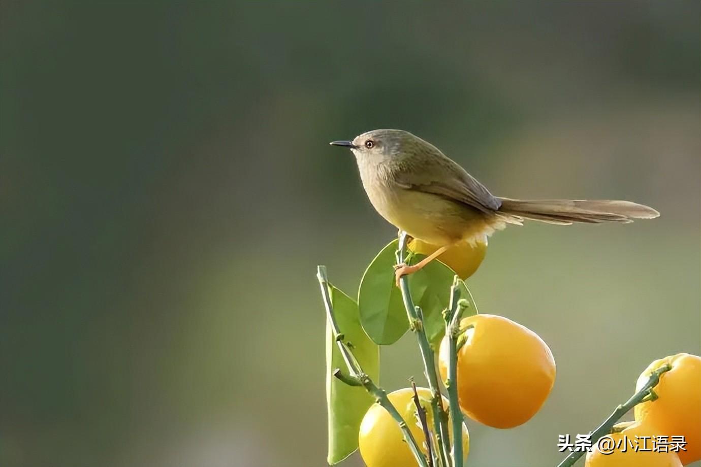 输了并不可怕，可怕的是一败涂地（朴实无华的人生感悟说说）