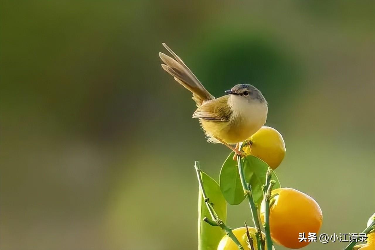 输了并不可怕，可怕的是一败涂地（朴实无华的人生感悟说说）