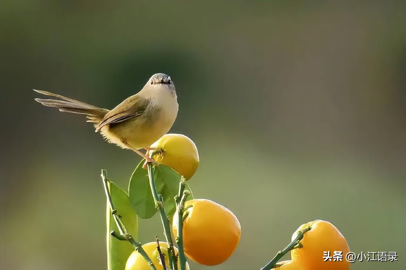 输了并不可怕，可怕的是一败涂地（朴实无华的人生感悟说说）