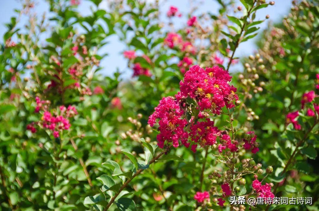 紫薇花的优美古诗（紫薇花的唯美诗句）