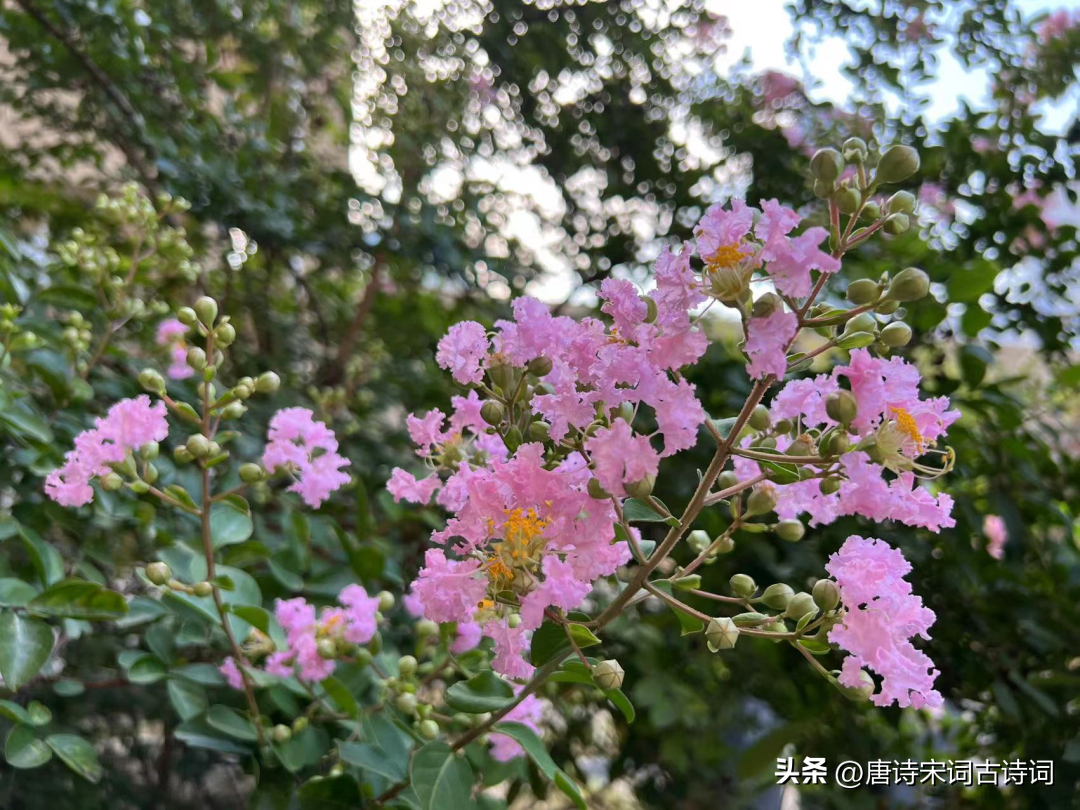 紫薇花的优美古诗（紫薇花的唯美诗句）