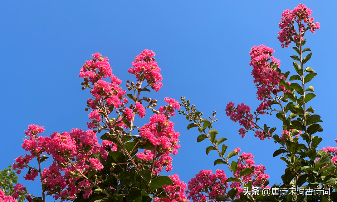 紫薇花的优美古诗（紫薇花的唯美诗句）