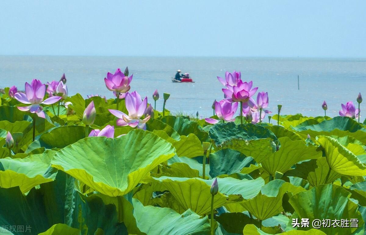 关于荷花的唯美古诗（描写夏天荷花的诗句）