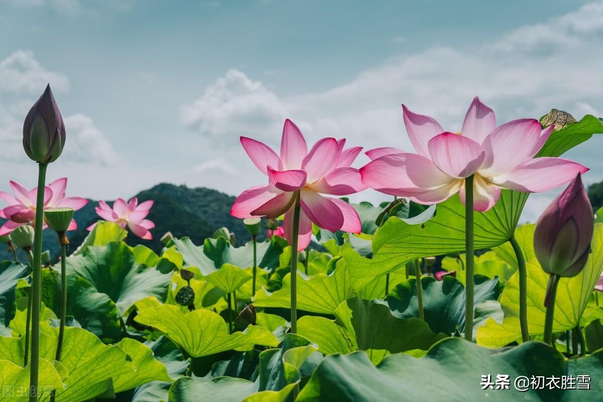 荷花的古诗大全（赞美莲花的优美诗句）