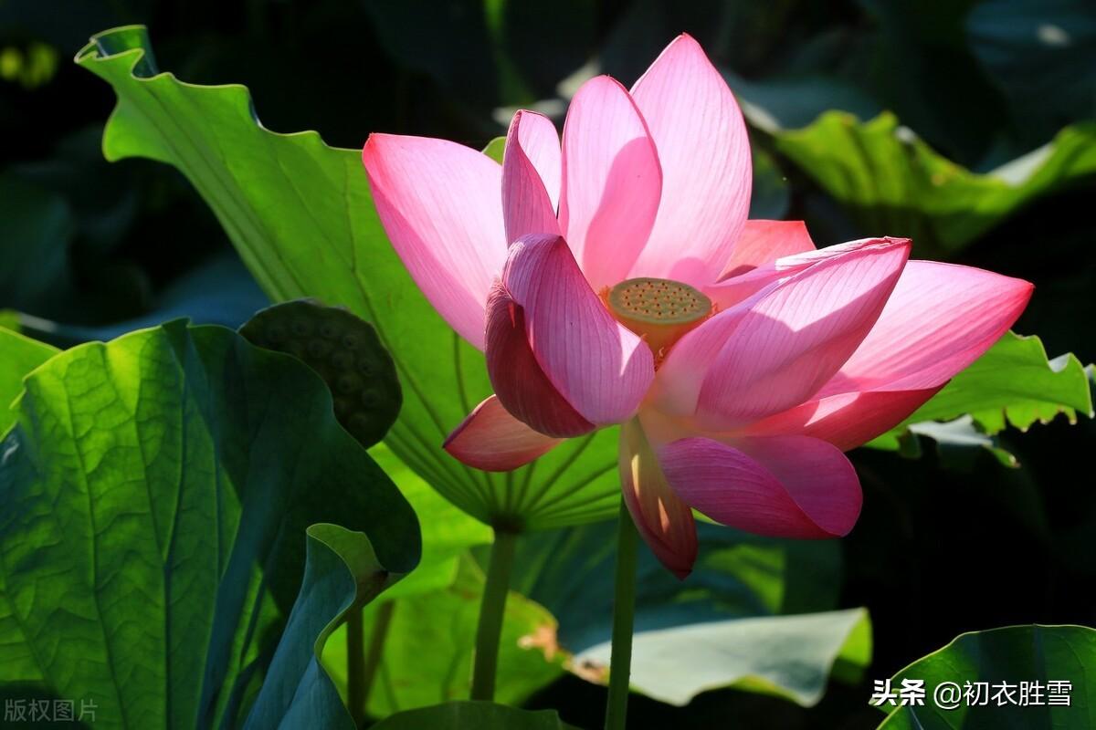 荷花的古诗大全（赞美莲花的优美诗句）