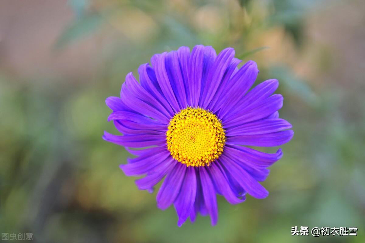 关于菊花的经典诗句（有关菊花的古诗词）