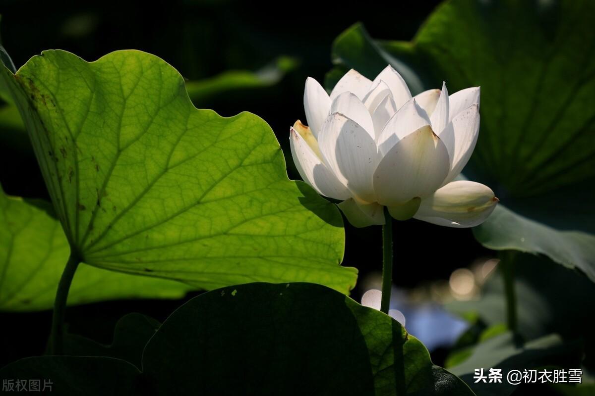 描写白荷花的古诗（关于白莲的千古绝句）