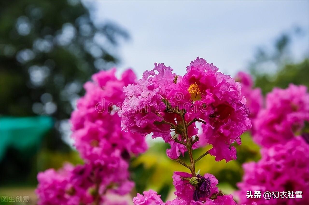 关于紫薇花的古诗词（紫薇花的优美诗句）