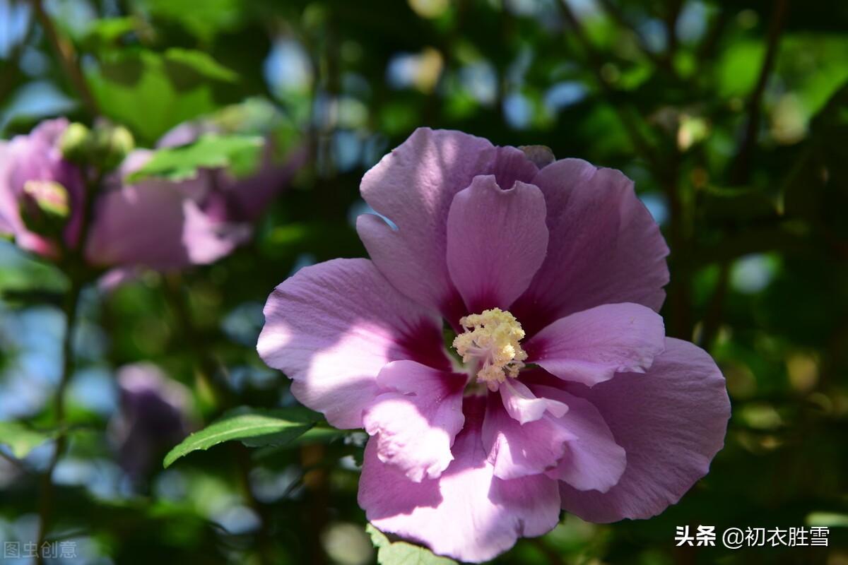 关于木槿花的经典古诗（木槿花的优美诗句）