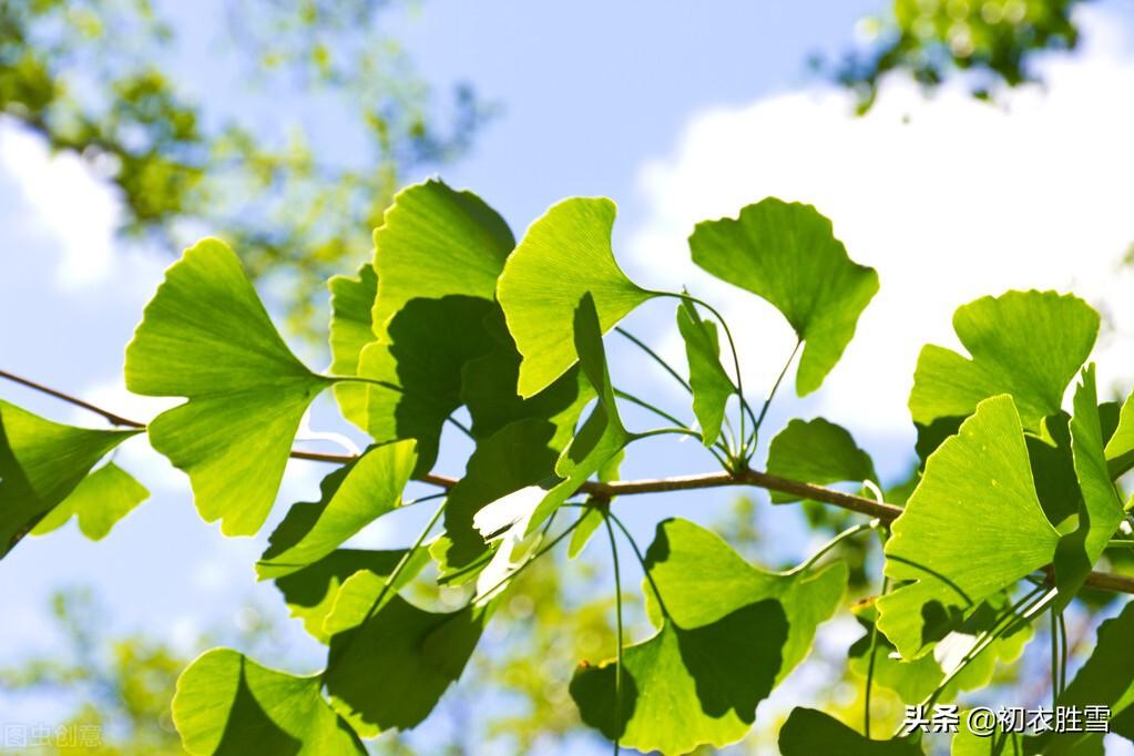 二十四节气夏至的古诗大全（关于夏至的优美诗句）