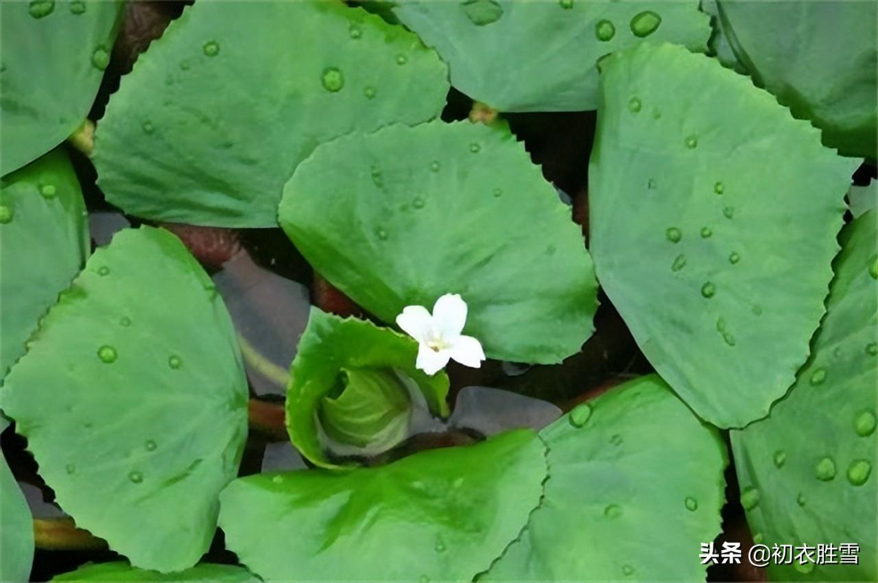 关于菱花的古诗词（菱花镜的优美诗句）