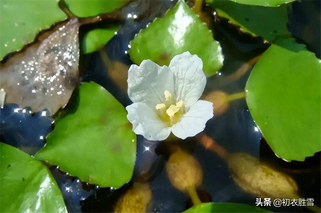 关于菱花的古诗词（菱花镜的优美诗句）