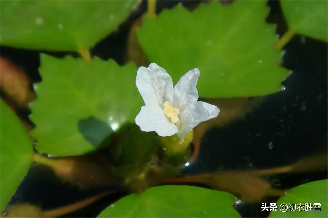 关于菱花的古诗词（菱花镜的优美诗句）