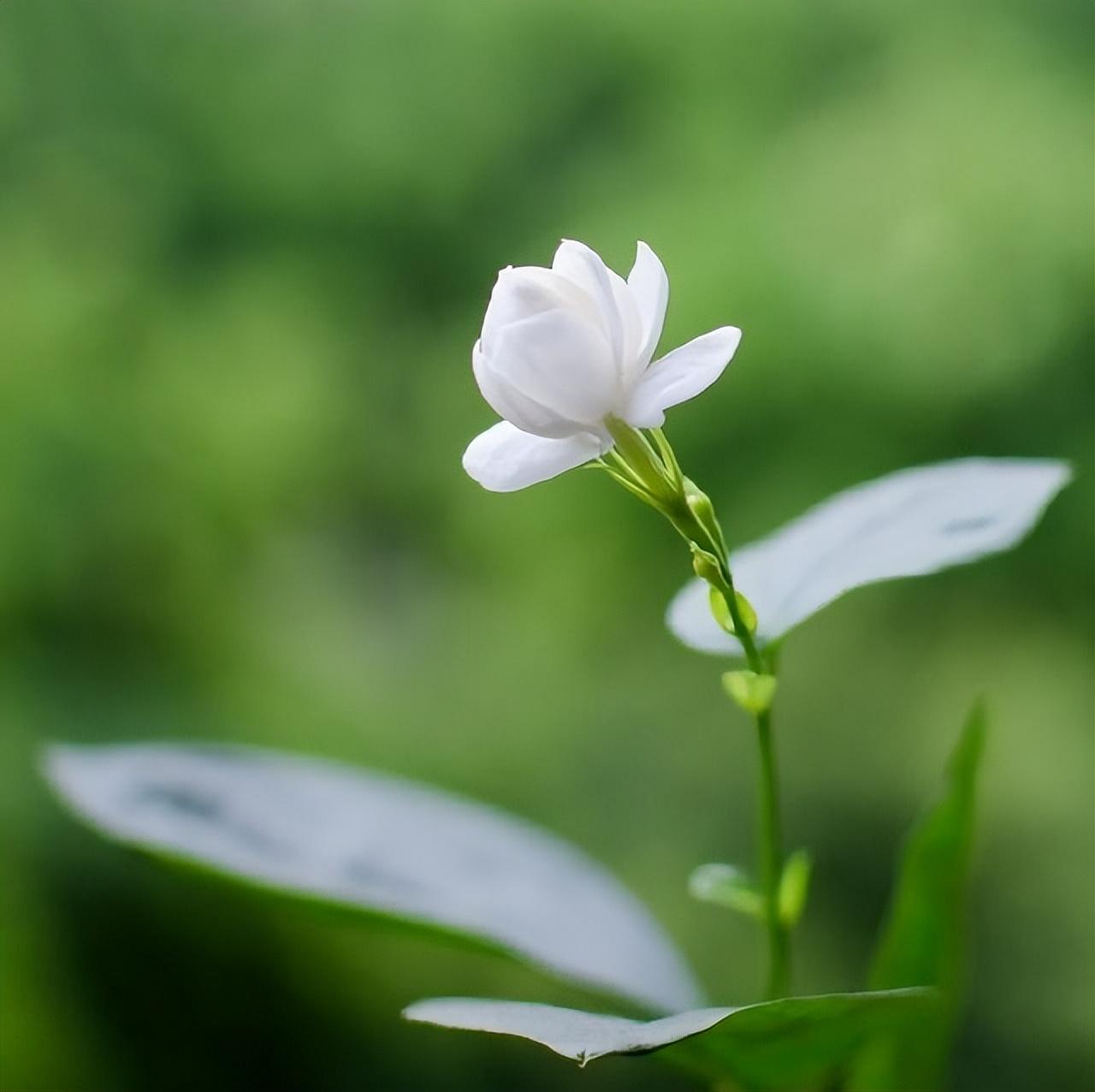 关于触动人心的甜蜜情话（甜言蜜语的语录）