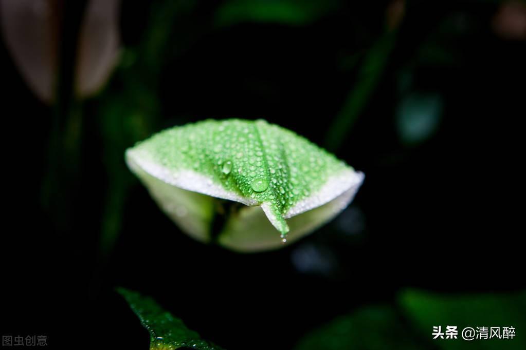 雨水节气的优质文案（关于雨水的短句子）