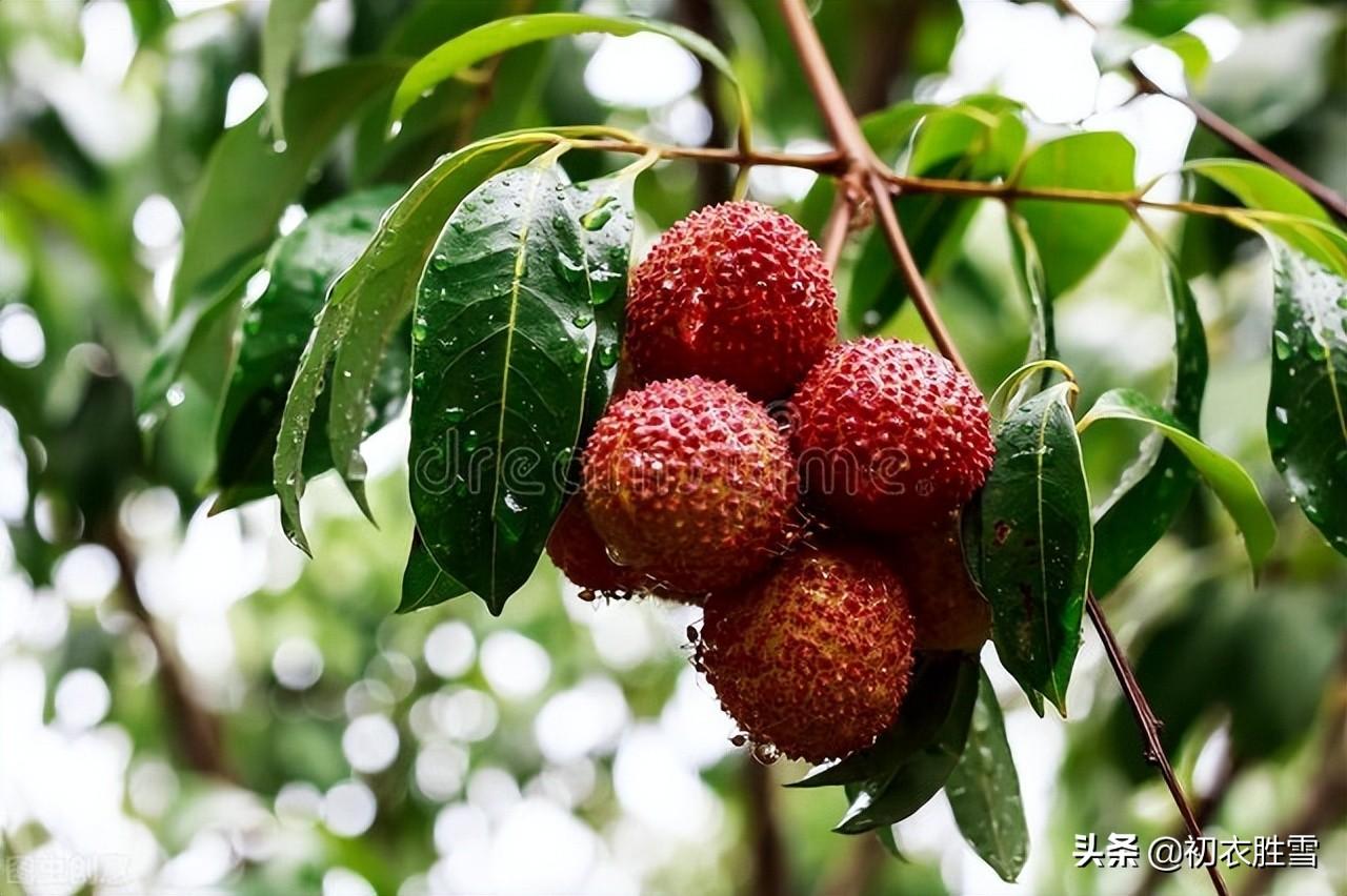 关于薰风的唯美诗句（初夏薰风的著名古诗）