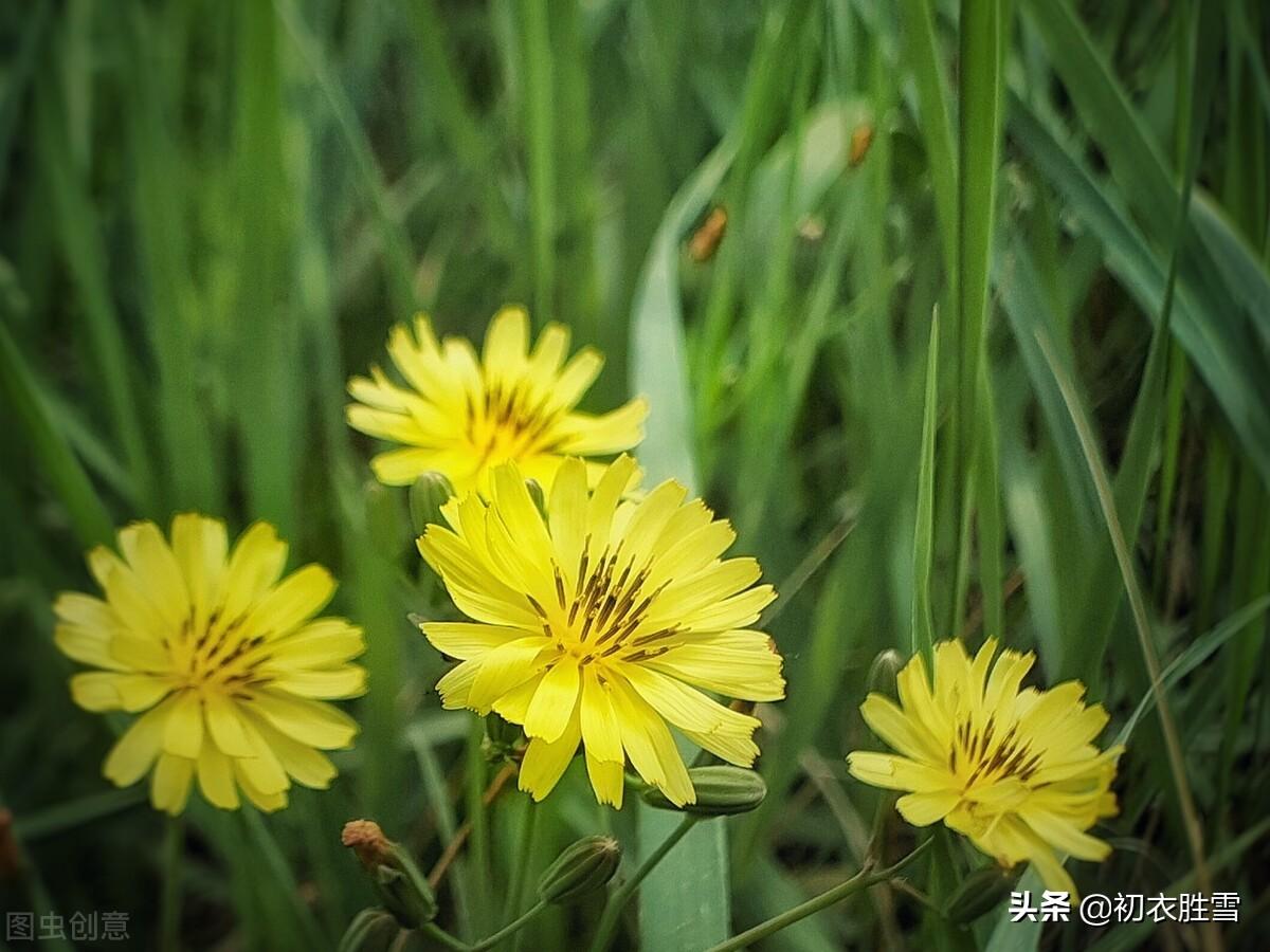 描写苦菜花的古诗（关于苦菜花的唯美诗句）