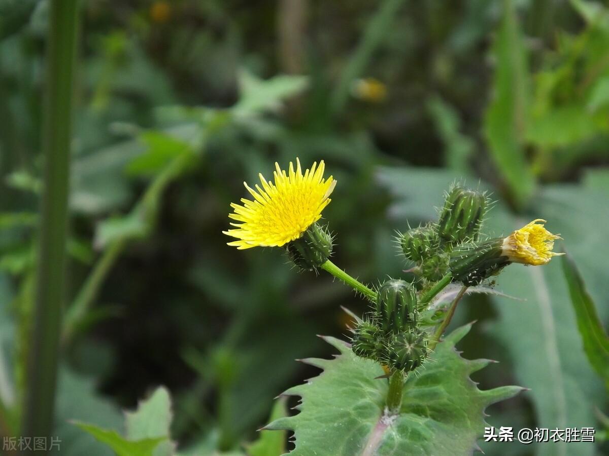 描写苦菜花的古诗（关于苦菜花的唯美诗句）