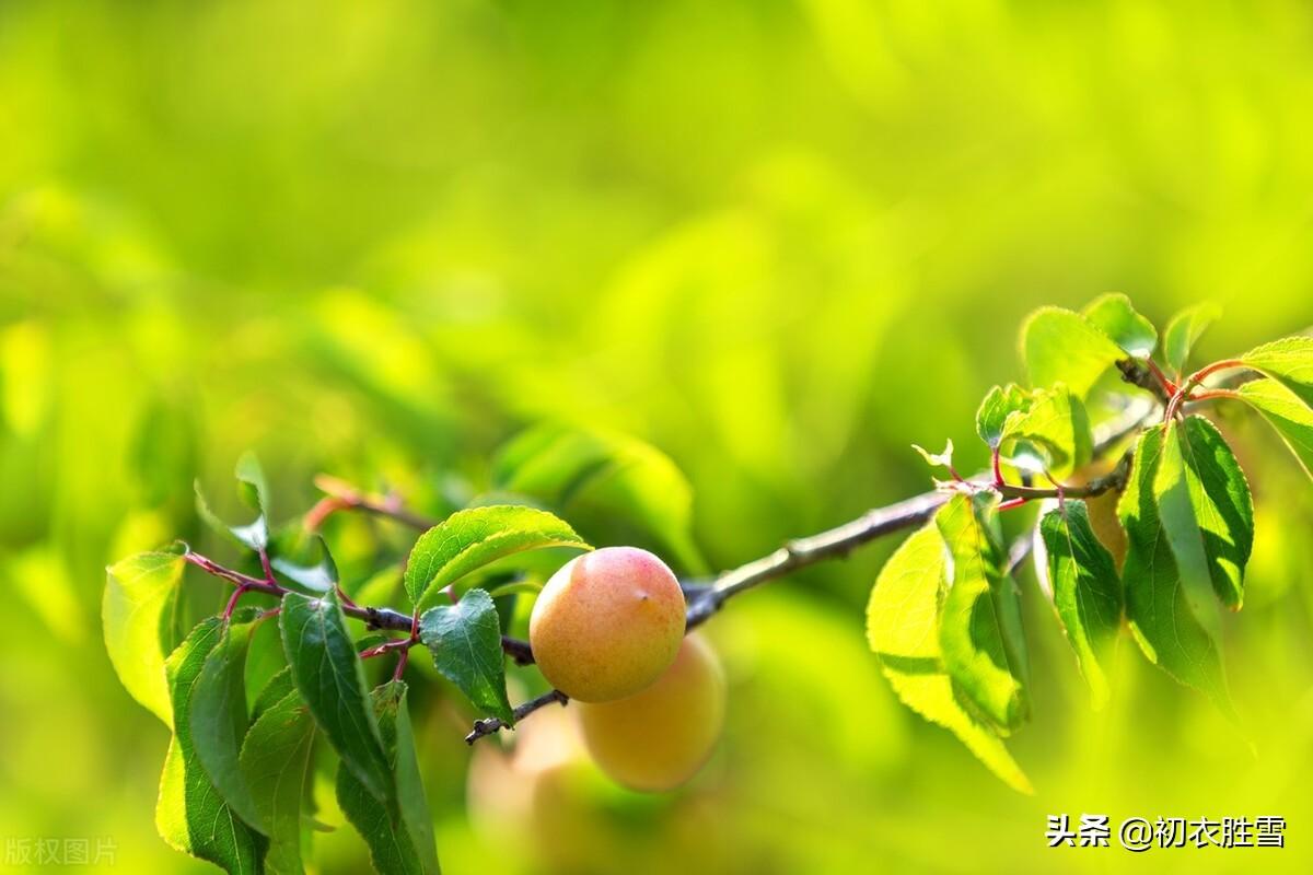 关于梅雨的古诗词（梅雨时节的经典诗句）