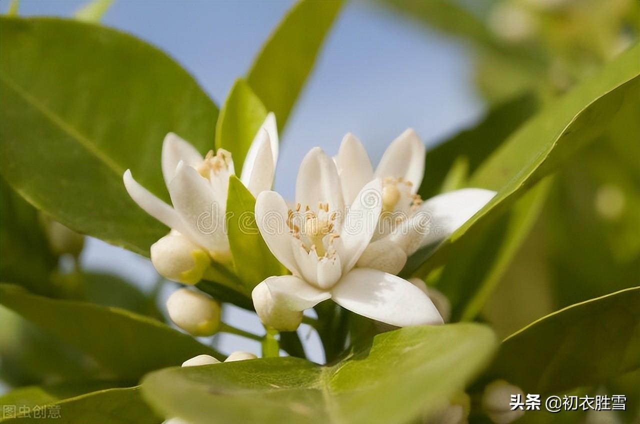 关于橘花的古诗大全（橘花的经典诗句）