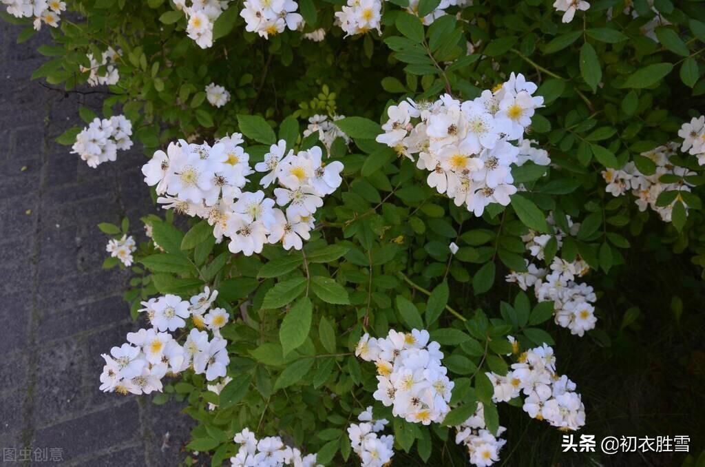 关于荼蘼花的古诗词（荼蘼花的著名诗句）