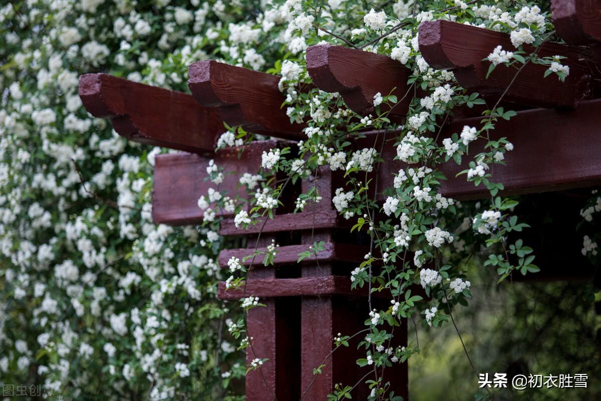 关于荼蘼花的古诗词（荼蘼花的著名诗句）