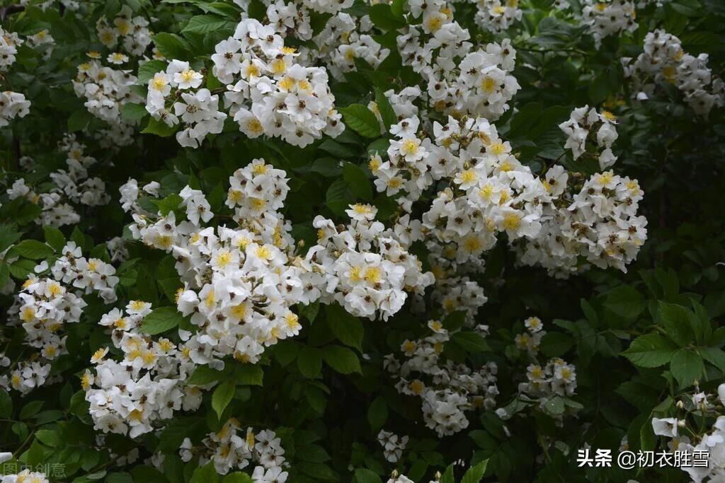 关于荼蘼花的古诗词（荼蘼花的著名诗句）