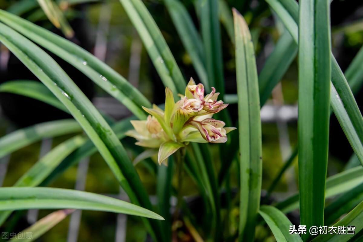 关于芳草的古诗词（悠悠芳草的诗句）