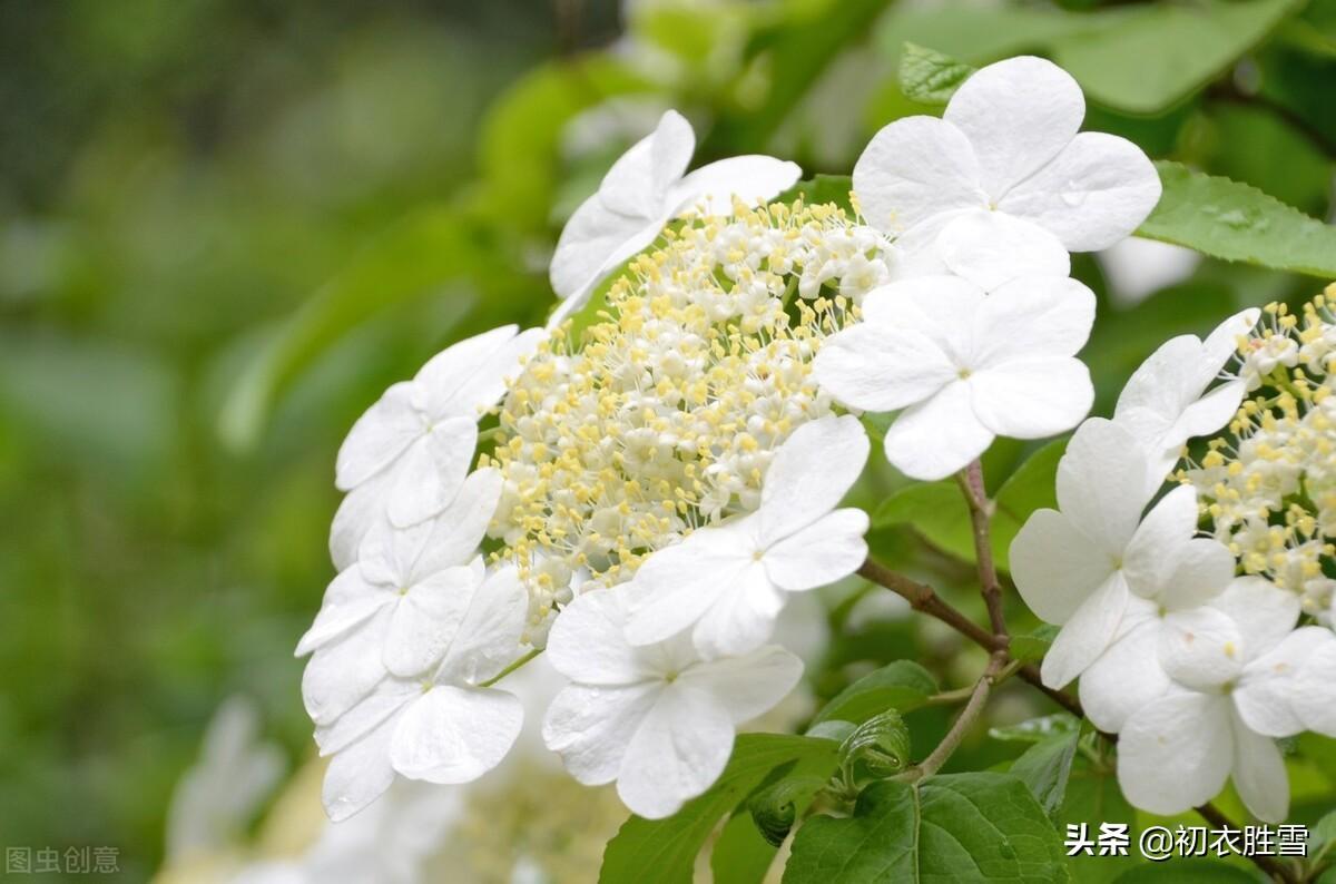 关于琼花的诗句（琼花的经典古诗）