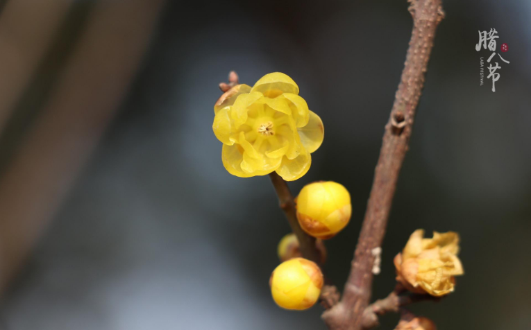 关于腊八节的诗词古句（二首有关腊八节的古诗词）