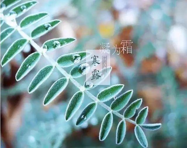 24节气寒露古诗词鉴赏（关于寒露的古诗）