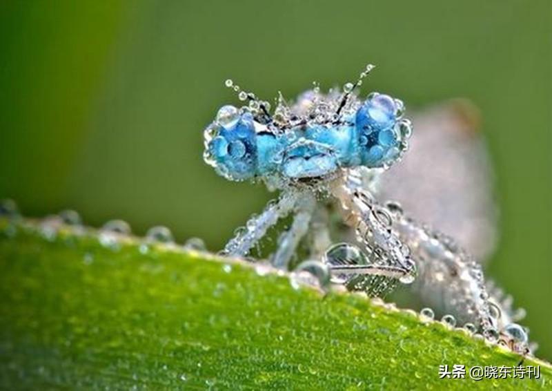 庚子寒露节气诗词36首（24节气寒露古诗词）