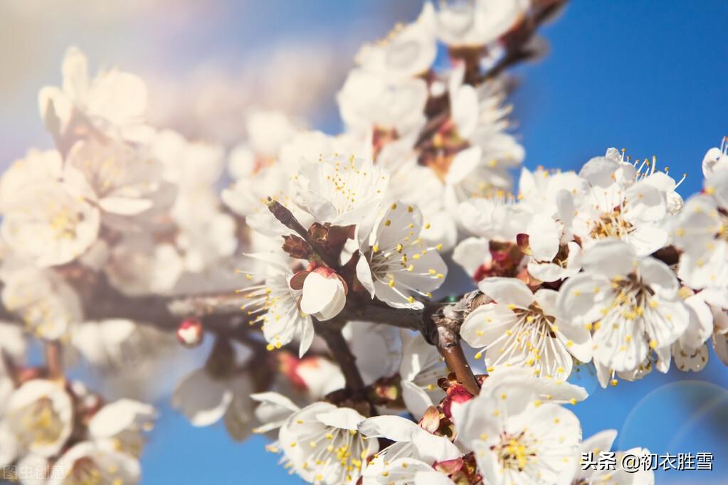 咏杏花的古诗词（关于杏花的浪漫诗句）